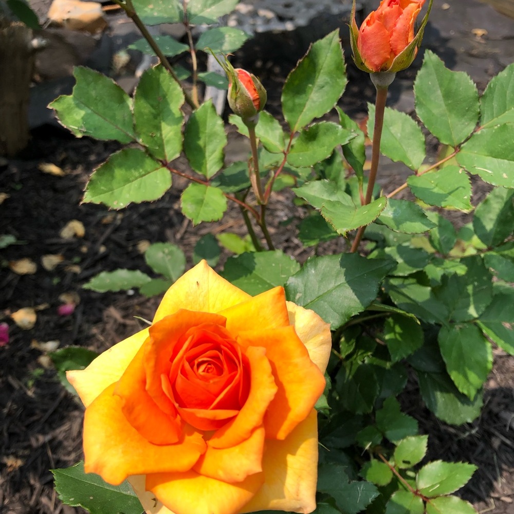 Meet your Posher, Barbara